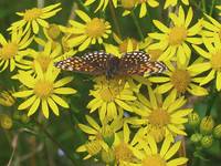 False-heath Fritillary
