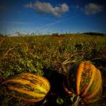 suwalskie melony...