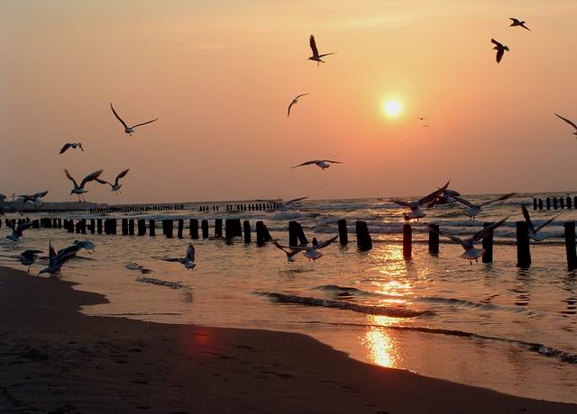 Ustka, mewy, słońce