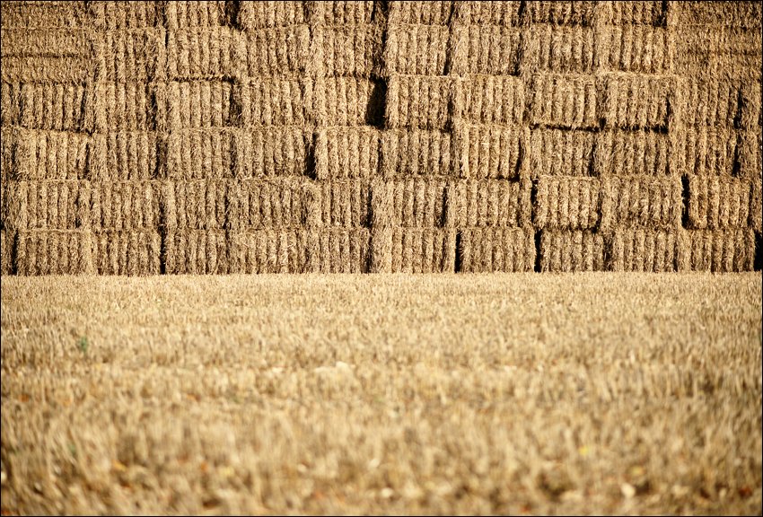 The wall