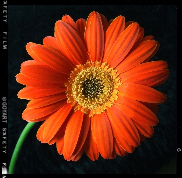 Gerbera...