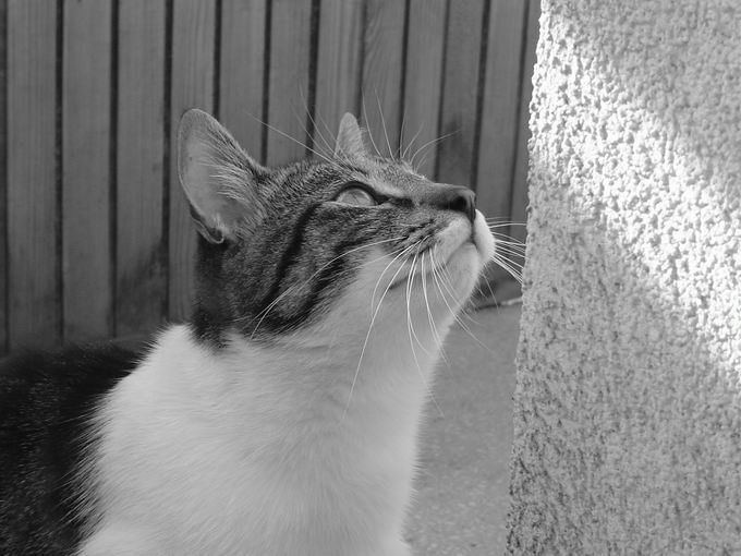 katecat