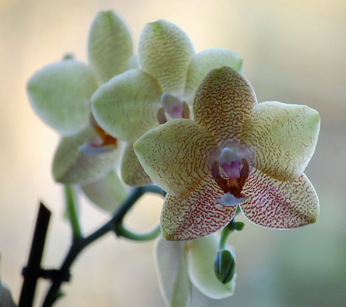 orchidea