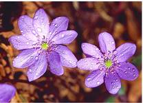 Hepatica nobilis