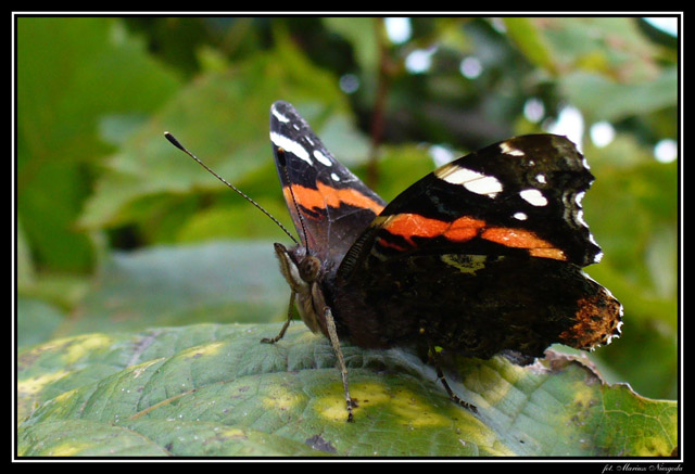 Motyl