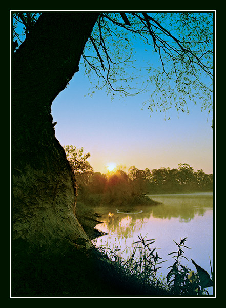 Narew