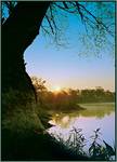 Narew