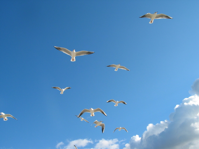 freedom