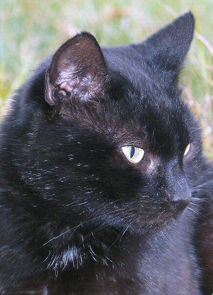 Portret Łowcy