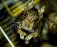 Degus
