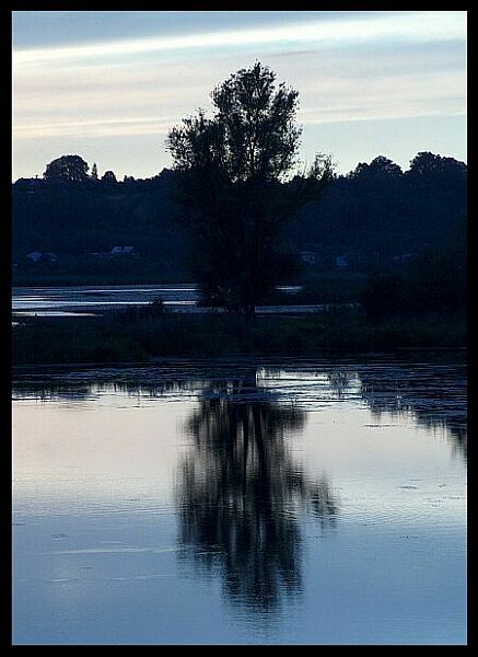 tree...