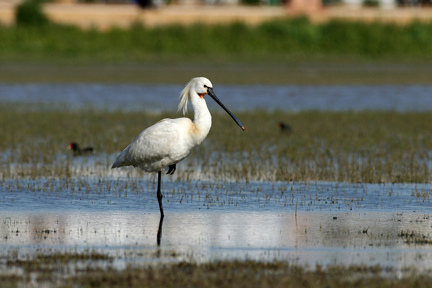 Warzęcha ,Platalea leucorodia