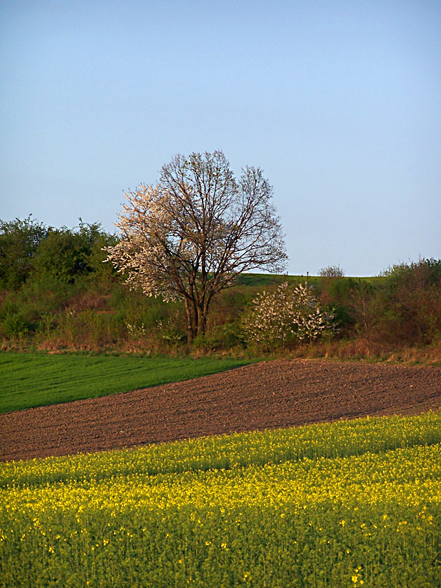 kolory wiosny