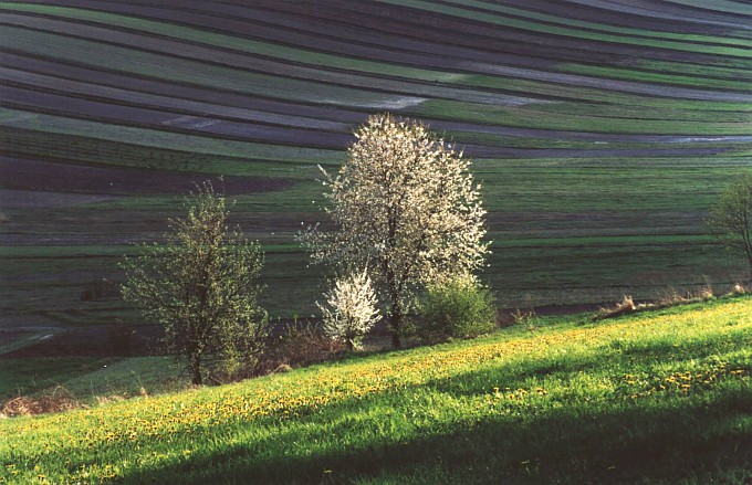 kkrysia