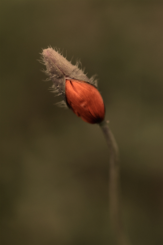 Magic Meadow #08
