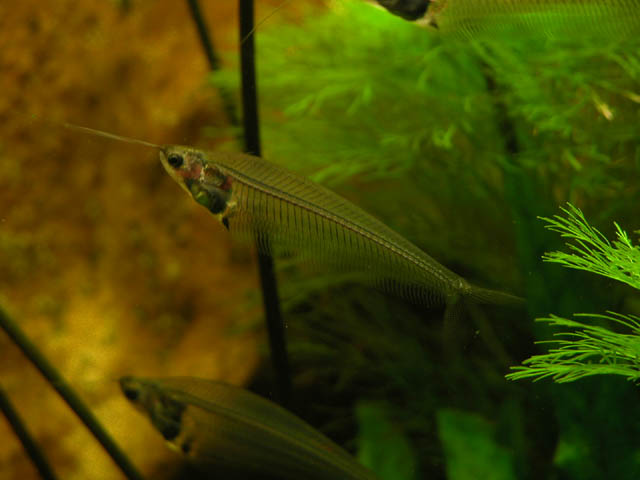 Dormio