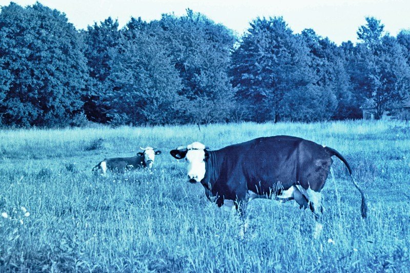 Muuu