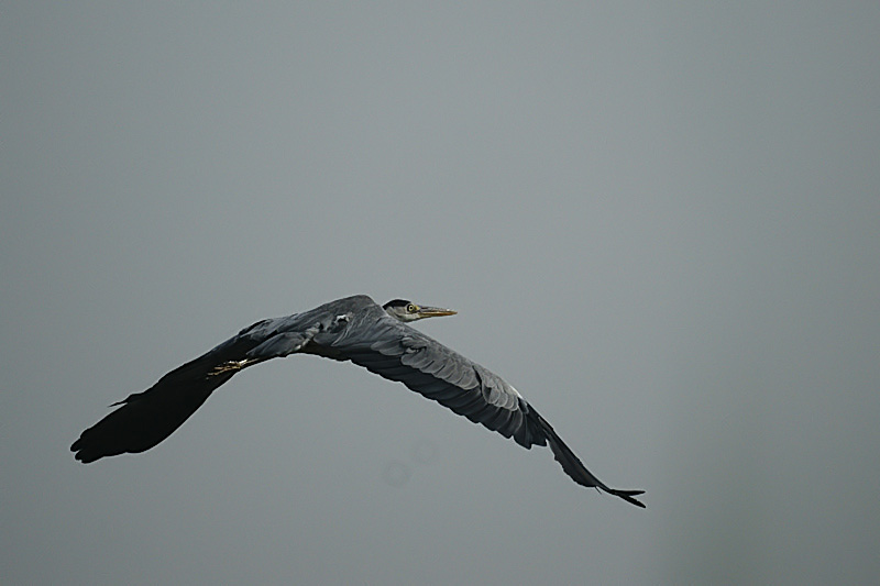 Pterodaktyl