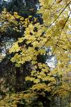 Park Bednarskiego