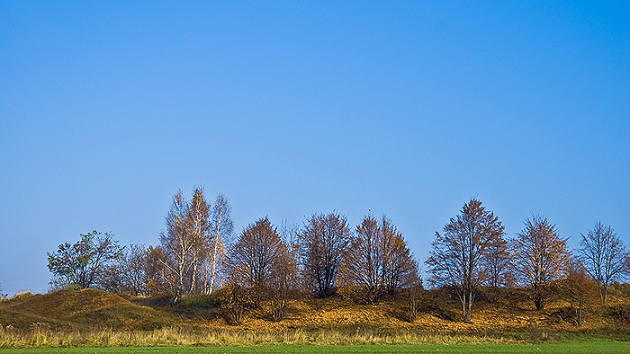 ... liście lecą z drzew