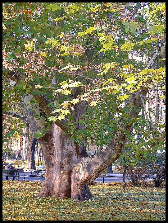 Krakowski platan.