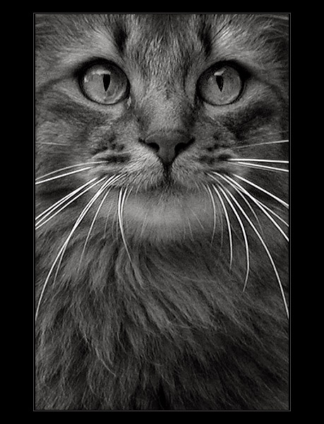 ailurophobia