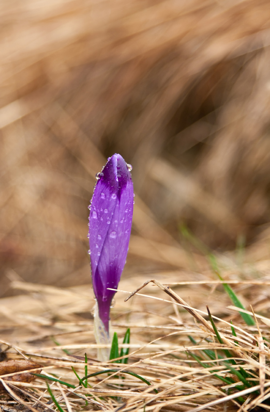 violet