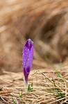 violet