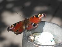 Motyl