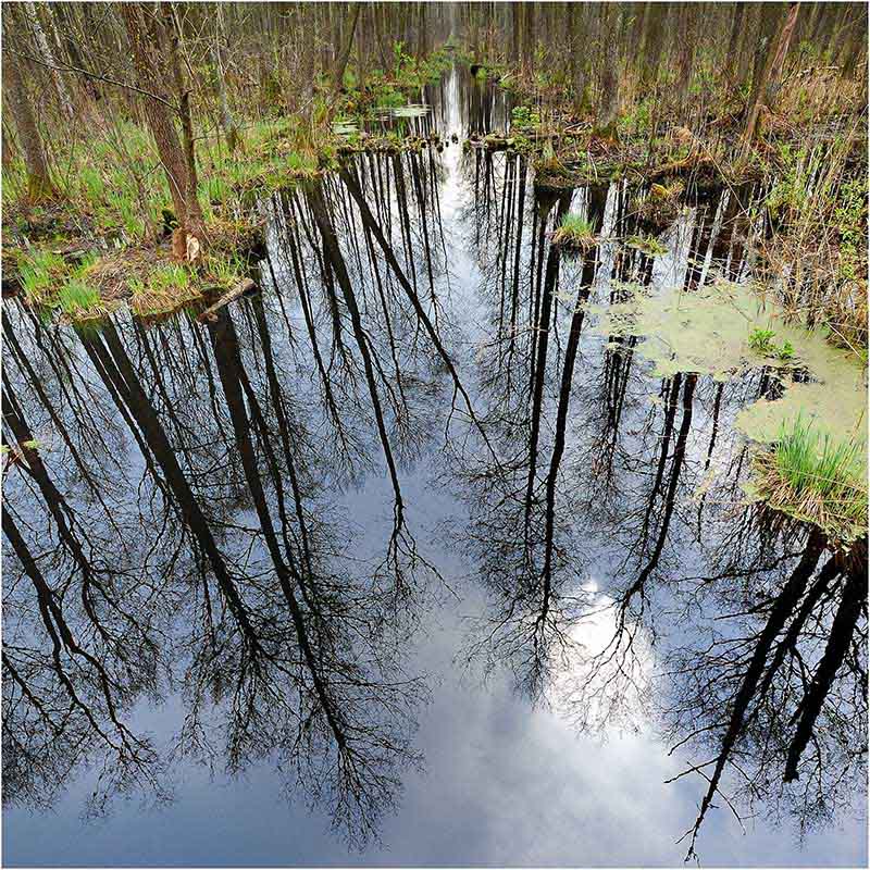 Biebrzańskie rozlewiska lesne