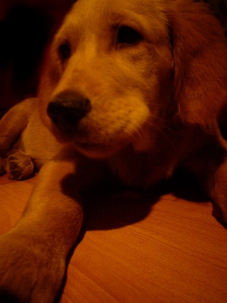 teraz juz z nosem ...:)))