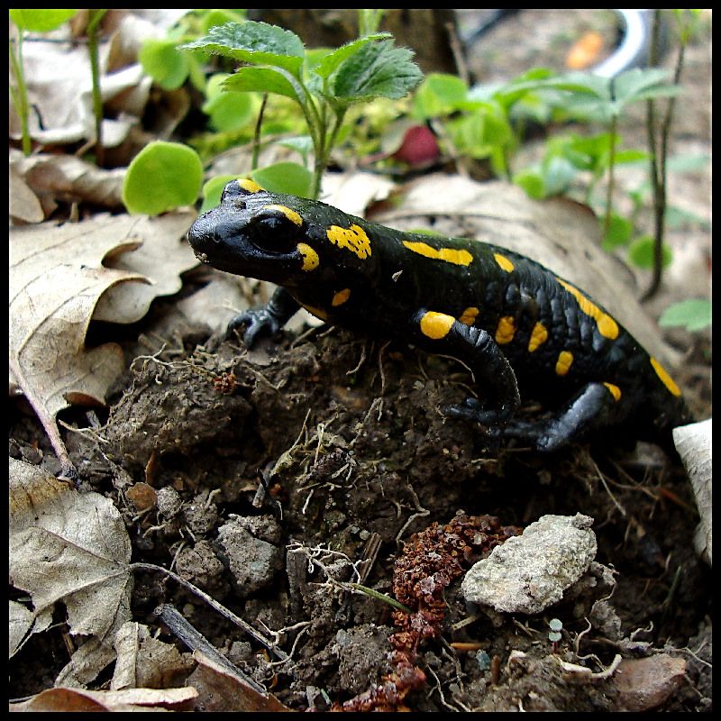 salamandra