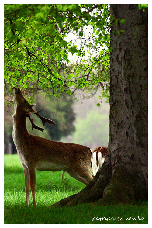 w phoenix park