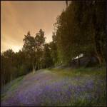 bluebells