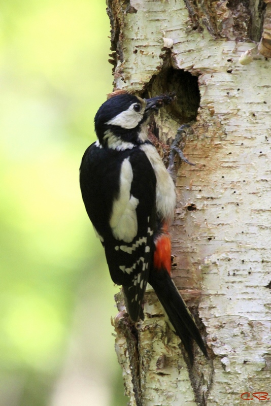 Dendrocopus major