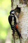 Dendrocopus major