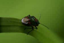 Warzywnica kapustna (Eurydema oleracea)
