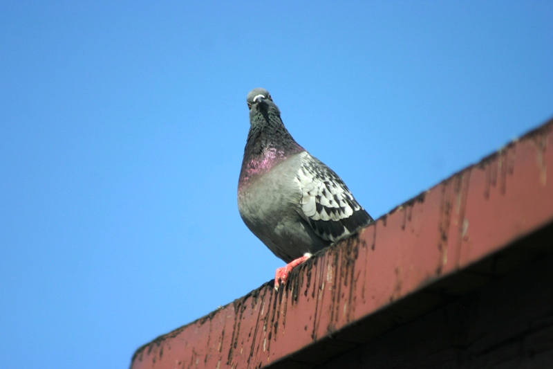 wylądował