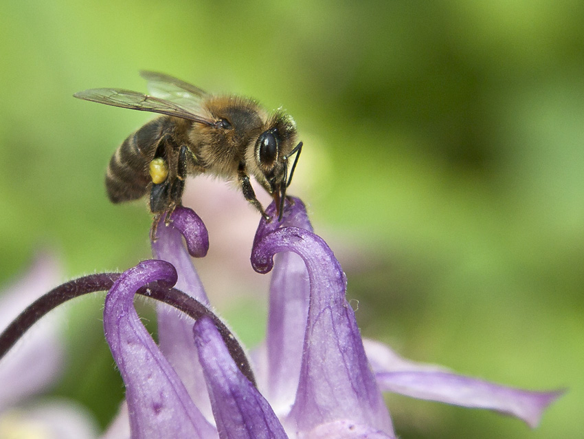 bzzzz...