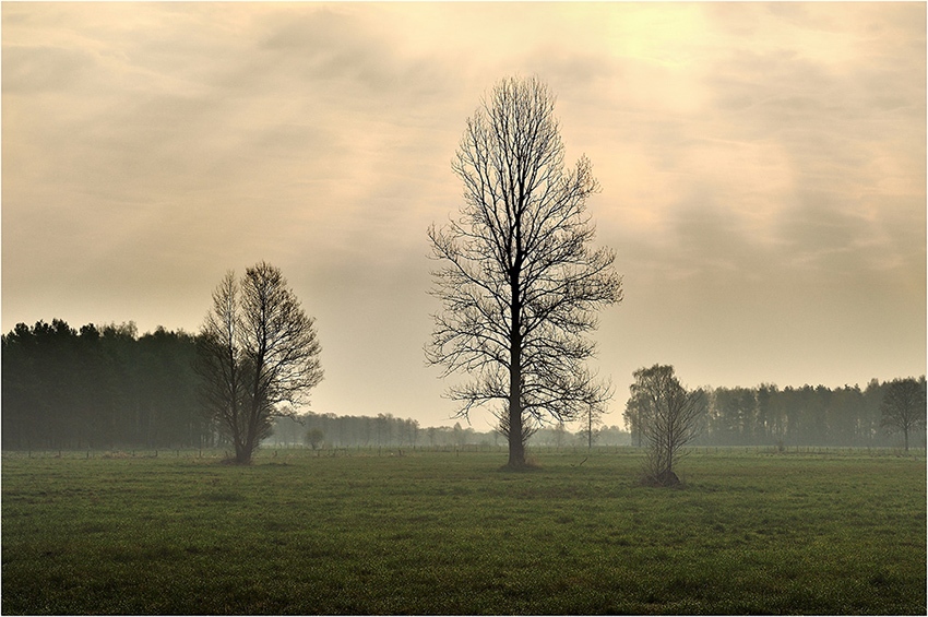 W porannej mgiełce