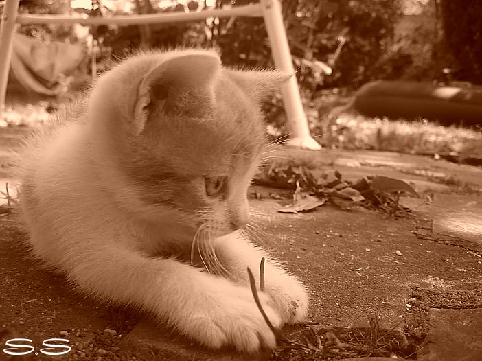 cat