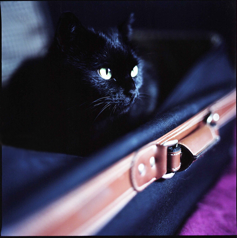 Blue Velvet