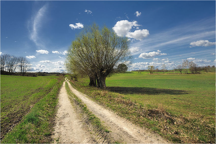 Pośród łąk