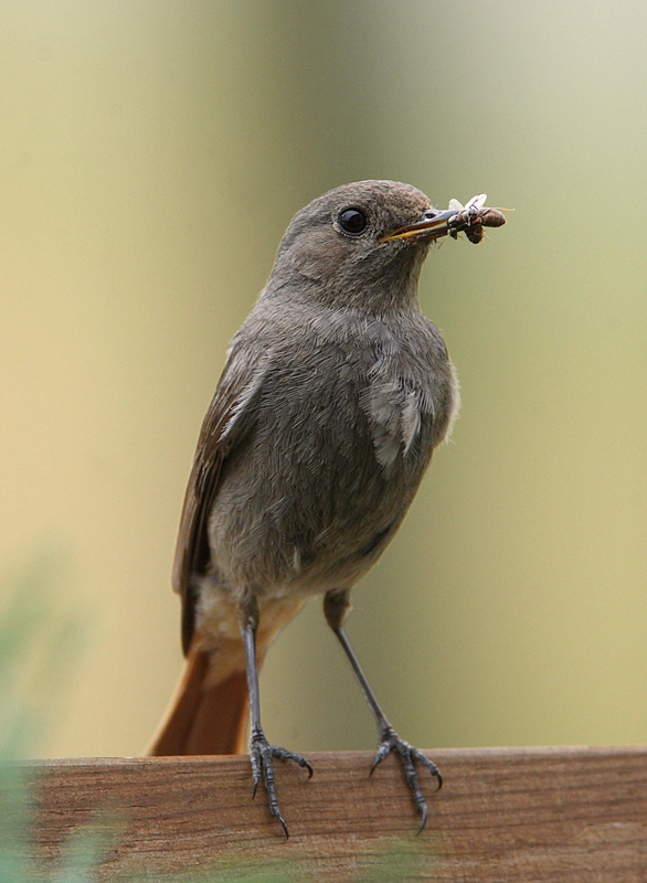 pora kolacji