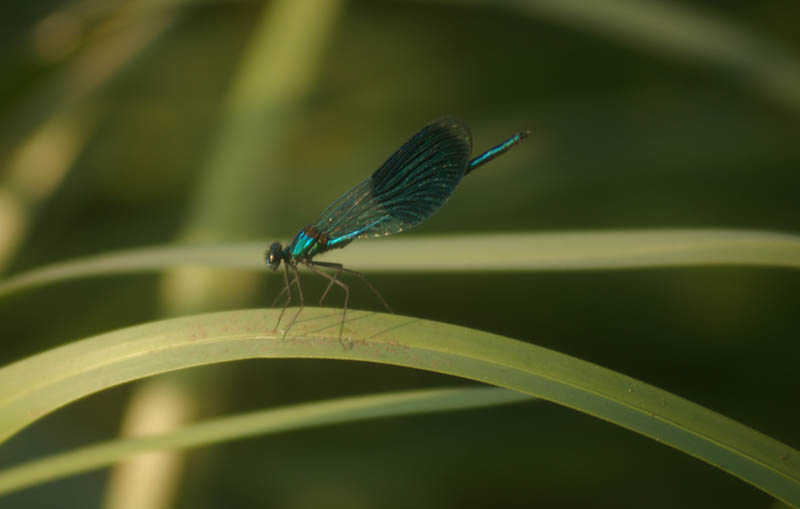 Calopteryx splendens