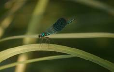 Calopteryx splendens