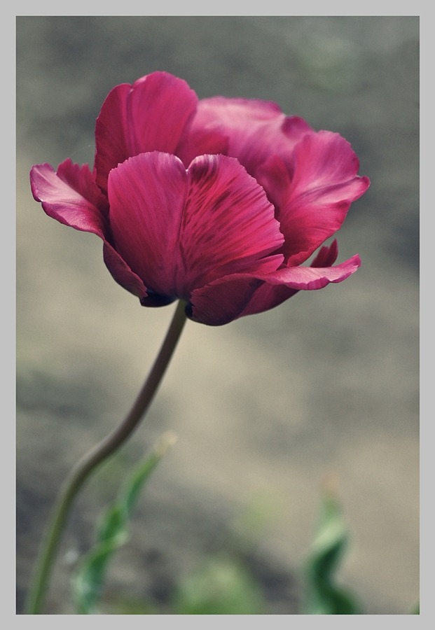 tulipanowo