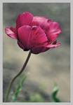 tulipanowo