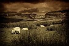 Warrendale Knots - Yorkshire Dales