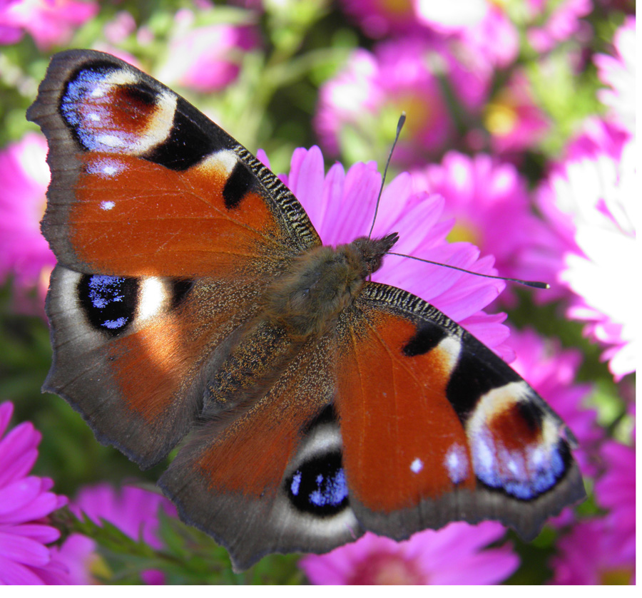 Motyl
